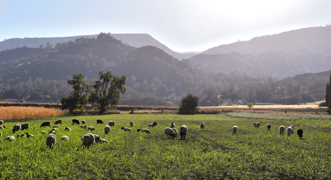 Sheep in a field Sheep in a field