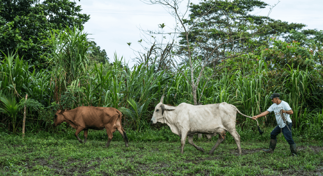 An ox is held by the tail by a farmer i Colombia